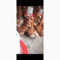 14 weeks old Point of cage birds