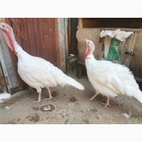 Healthy Adult Imported Turkeys with Good Live Weights