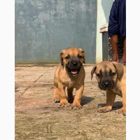 Female Purebred Boerboel - Available Now