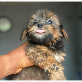 Lhasa Apso Puppy for Adoption - Female, Purebred, 0-1 Month Old