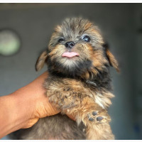 Lhasa Apso Puppy for Adoption - Female, Purebred, 0-1 Month Old