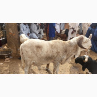 Ram/Cattel