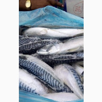Titus Fish, Mix Fish, Mullet Fish