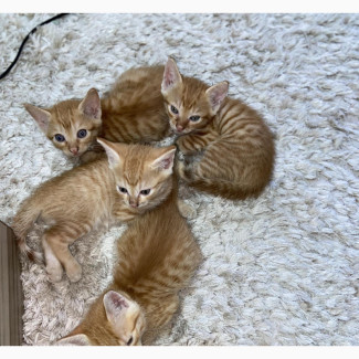 Arabian Mau Female Purebred Kitten - 1-3 Months Old