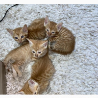 Arabian Mau Female Purebred Kitten - 1-3 Months Old