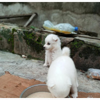 Female American Eskimo Puppy - 1-3 Months Old