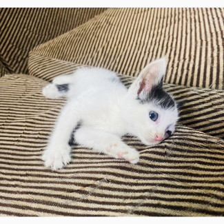 Beautiful Female American Shorthair Kitten - 1-3 months old