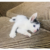 Beautiful Female American Shorthair Kitten - 1-3 months old