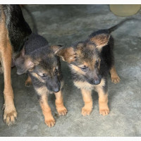 1-3 Month Male Purebred German Shepherd