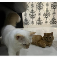 6-12 months Female Purebred Turkish Angora
