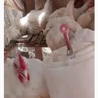 Live/Frozen Chicken Available in Bulk