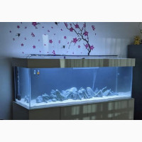 Exotic Fish Tank and Accessories