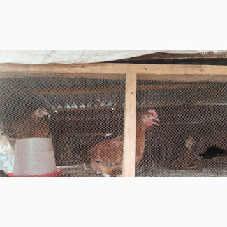 Noiler/Nuella Chicken Breeds