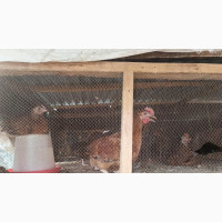 Noiler/Nuella Chicken Breeds