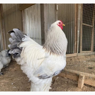 Brahma Chicken - Pure Breed