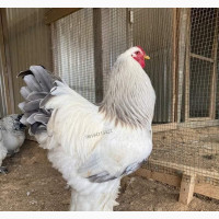 Brahma Chicken - Pure Breed