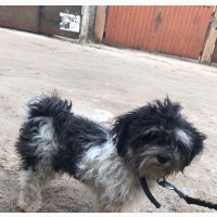Female Purebred Lhasa Apso Available for Sale