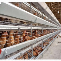 Point of Lay/ Broiler Sourcing