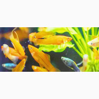 Dozen of Small Fishes for Aquariums- Discounted