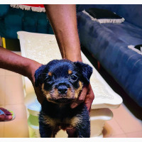 Rottweiler Puppy for Sale - 0-1 month Female Purebred