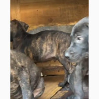 3-6 months Female Purebred Boerboel