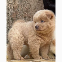 Male Purebred Chow Chow Puppies Available