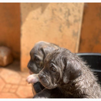1-3 months Female Purebred Boerboel