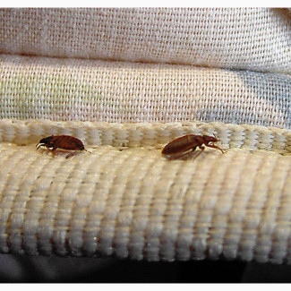 Get Rid of Bedbugs in Your Home - Professional Fumigation Services