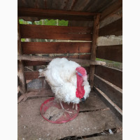 Healthy, Energetic Giant Local Male Turkeys with Good Live Weights