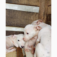 Female Purebred American Pit Bull Terrier - Available in Ibadan