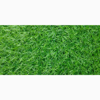 Carpet Green Grass With Little Maintenance for Rent