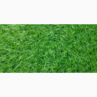 Carpet Green Grass With Little Maintenance for Rent
