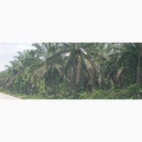 Estate Land for Sale in Yenagoa With Flexible Payment Option
