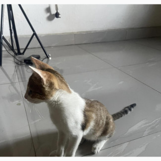 3-6 months Female Mixed Breed domestic shorthair