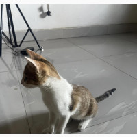 3-6 months Female Mixed Breed domestic shorthair