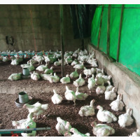 6 -7 Weeks Broiler Bird