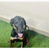 1-3 months Male Purebred Doberman Pinscher