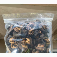 Fresh and Dehydrated Snails