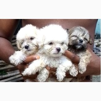 Purebred Lhasa Apso Puppies - Female - 1-3 Months Old