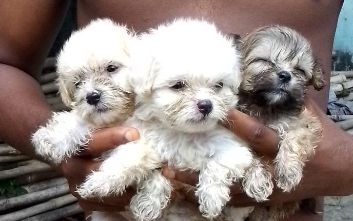 Фото 1/1. Purebred Lhasa Apso Puppies - Female - 1-3 Months Old