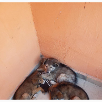 0-1 month Male Mixed Breed Caucasian Shepherd