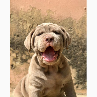 3-6 months Male Purebred Neapolitan Mastiff