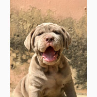 3-6 months Male Purebred Neapolitan Mastiff