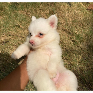 American Eskimo Female Puppy Available