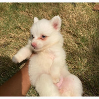 American Eskimo Female Puppy Available