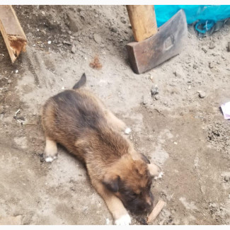 Male Mongrel Puppy 1-3 Months Old Available Now