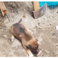Male Mongrel Puppy 1-3 Months Old Available Now