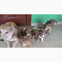 1-3 months Female Mixed Breed American Bulldog