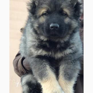 0-1 month Female Purebred Caucasian Shepherd