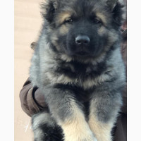0-1 month Female Purebred Caucasian Shepherd